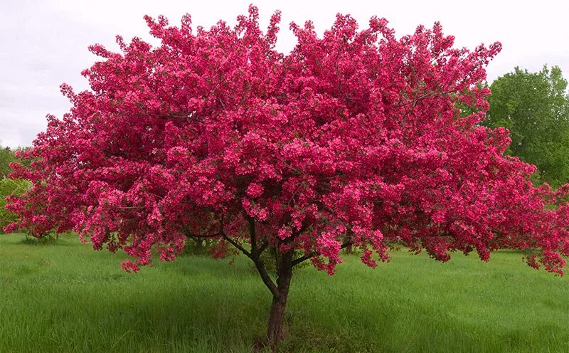 Crab apple tree