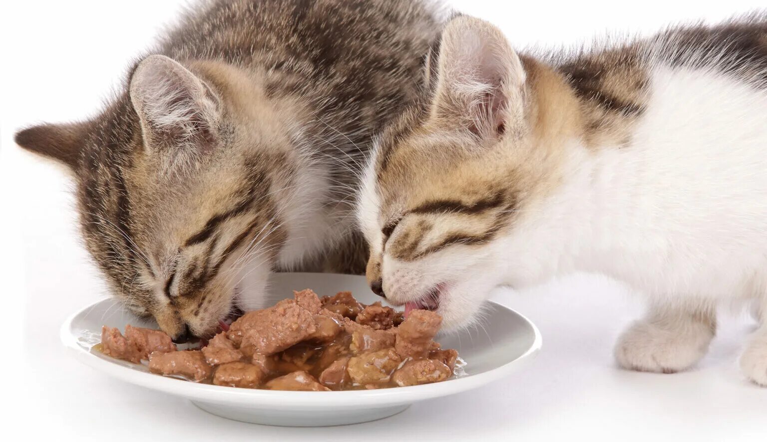 Почему кошка съедает своих котят. Кошка кушает. Котенок ест. Котик с едой. Еда для кошек.