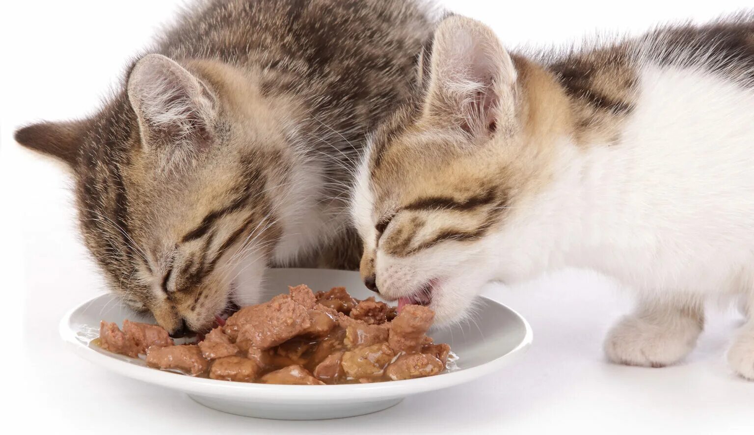 Можно ли кормить кота курицей