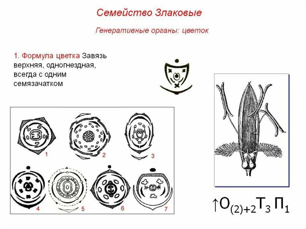 Формула цветка о 2 2т3п1. Формула цветка семейства злаки Мятликовые. Диаграмма цветка злаковых схема. Диаграмма цветка лилейных и злаковых. Семейство злаковые диаграмма цветка.