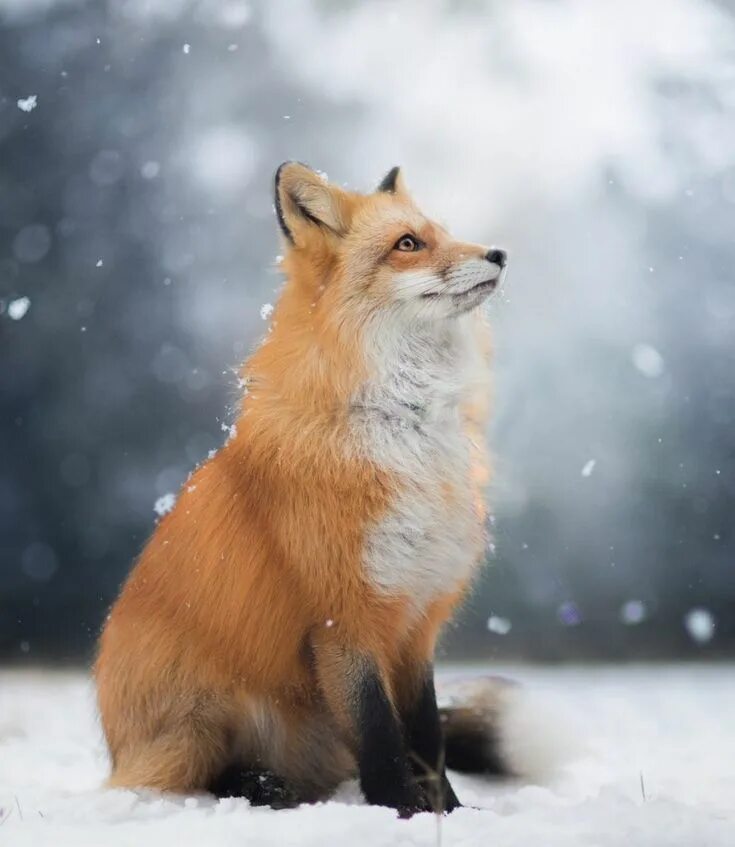 Raposa Animals wild, Animals beautiful, Majestic animals