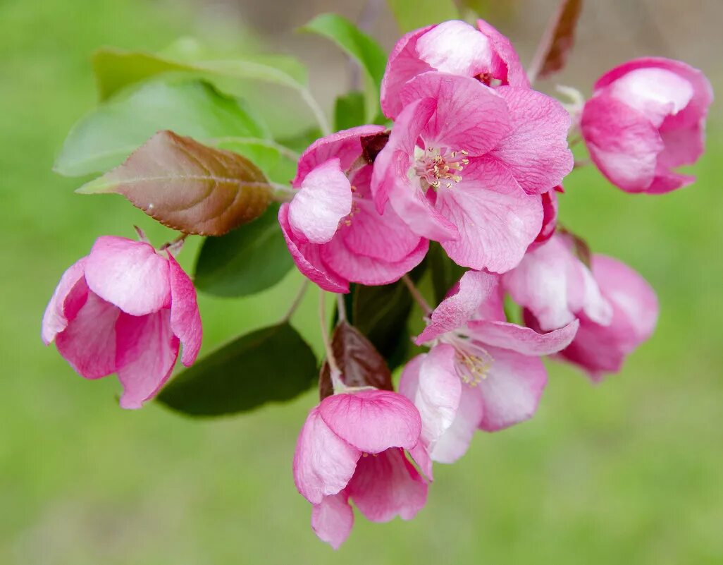 Яблоня Уральское розовое. Розовые яблони на ВДНХ. Яблоня цветет розовыми цветами. Груша цветет розовыми цветами.