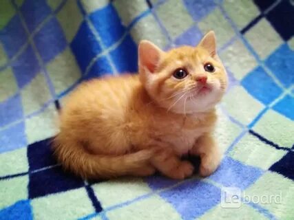 Котята в добрые рыбинск
