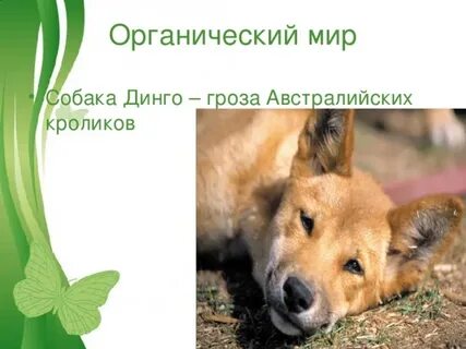 Дикая собака динго презентация 6 класс