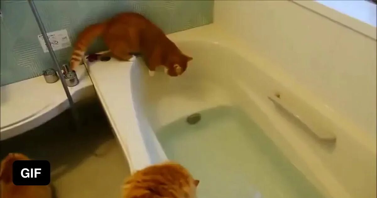 Кот в ванне. Рыжий кот в ванной. Рыжий котик в ванной. Рыжая в ванной. Видео коты в ванне