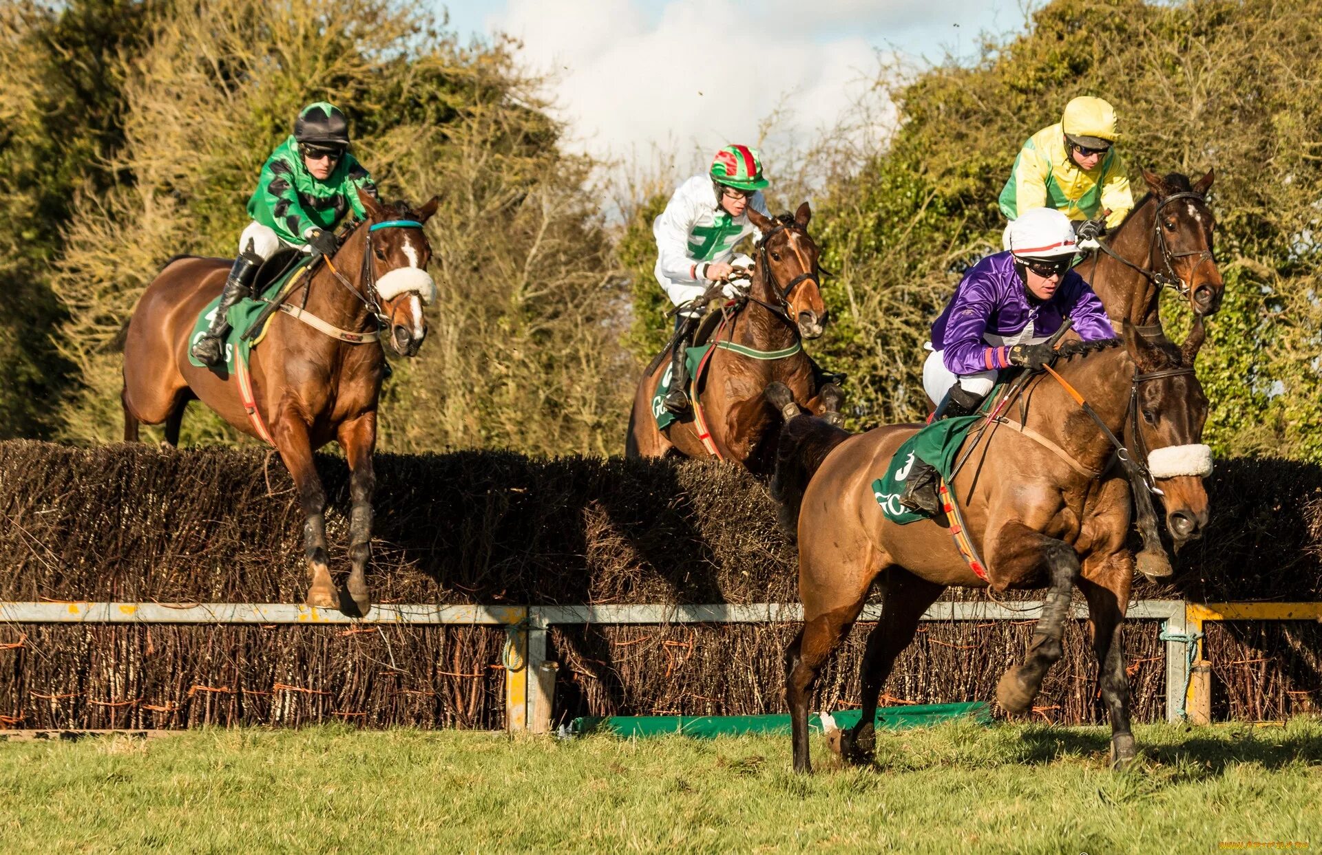 Лошадиный спорт. Лошадь на соревнованиях. Конные соревнования. Лошадь спортсмен. Лошади конный спорт.