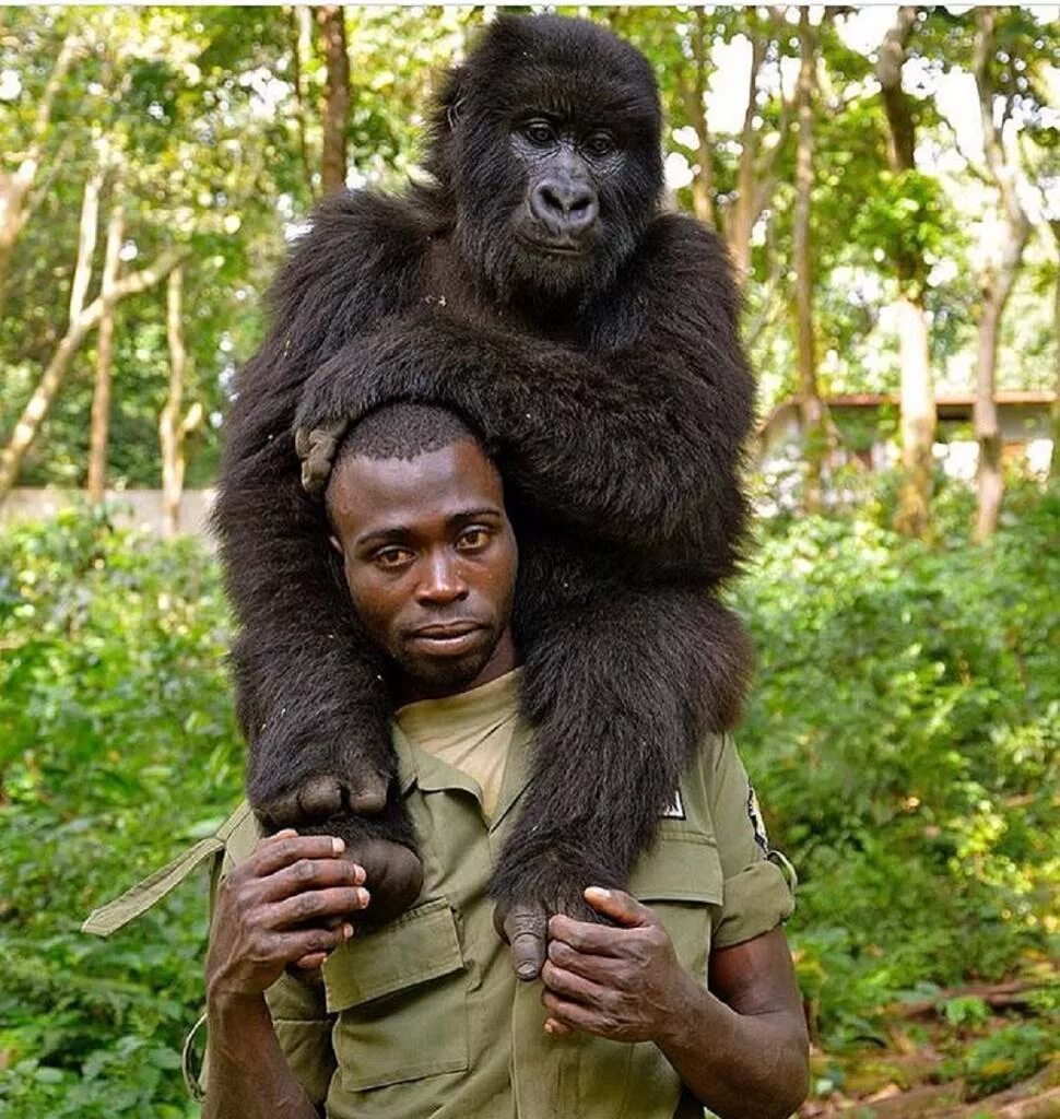 Мужчина обезьяна любовь. Национальный парк Вирунга гориллы. Рейнджер Матье Шамаву. Большие обезьяны.