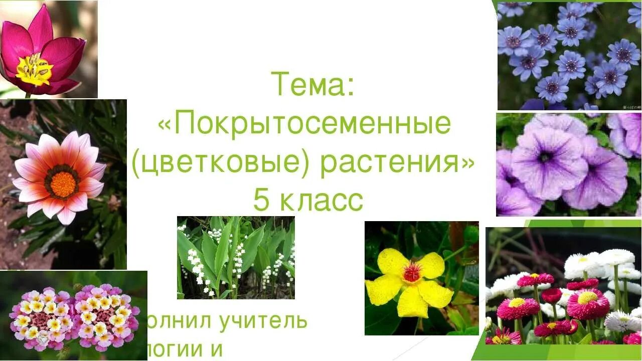 Цветковые растения включают два класса. Покрытосеменные растения растения 5 класс биология. Покрытосеменные и цветковые растения 5 класс. Покрытосеменные растения 5 класс. Представители цветковых растений 5 класс.