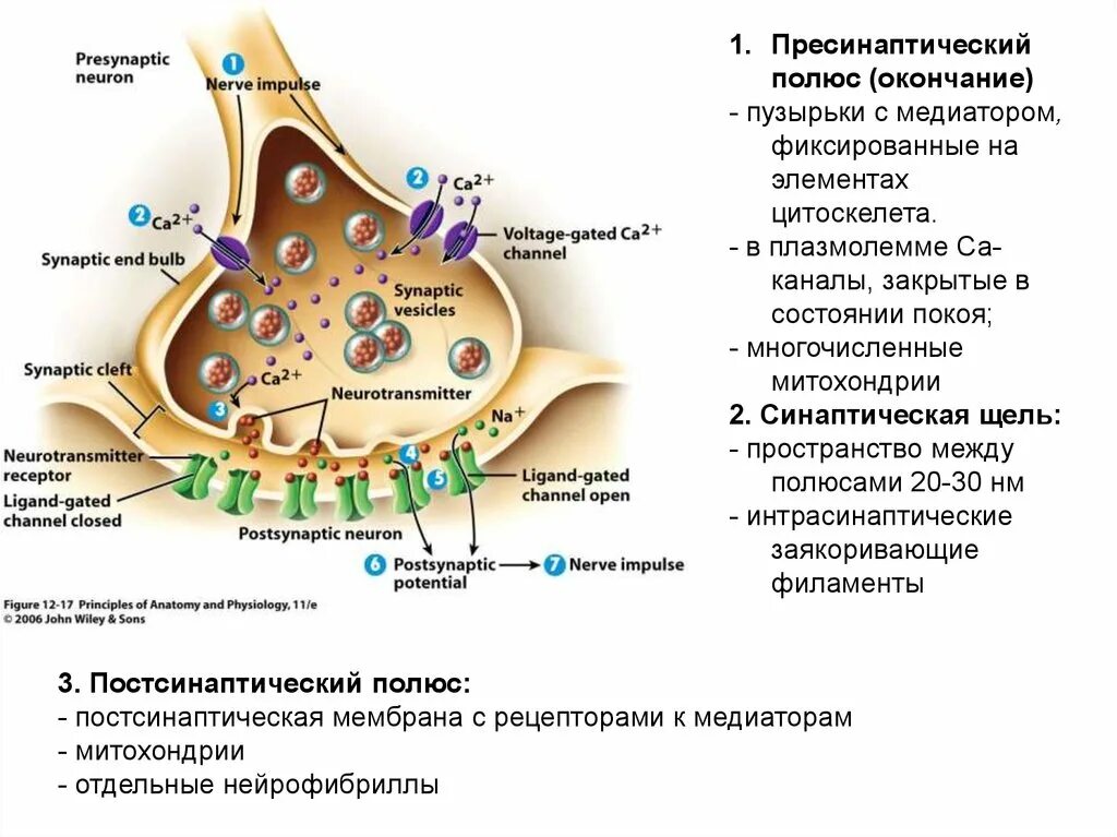 Синаптические пузырьки. Синапс пресинаптическая мембрана. Постсинаптическая мембрана рецепторы. Рецепторы пресинаптической мембраны. Синаптические пузырьки с медиаторами.