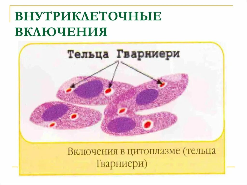 Внутриклеточные включения вирусов. Внутриклеточные включения. внутриклеточные вирусные включения. внутриклеточные тельца-включения. типы вирусных включений.