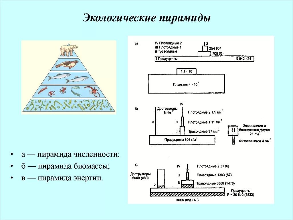 Согласно правилу пирамиды чисел. Экологическая пирамида биомассы. Экологические пирамиды пирамида биомасс. Пирамиды численности и биомассы это в биологии. Пирамиды численности биомассы и энергии.