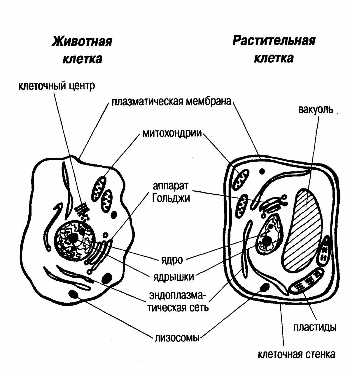 Растительные клетки зарисовать. Схема строения животной и растительной клетки. Схема строения живой и растительной клеток. Строение животной клетки и растительной клетки рисунок. Схема растительной и животной клетки.