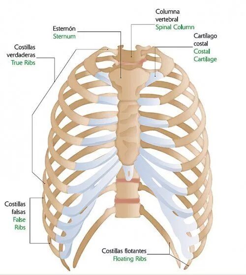 Где у человека 11 ребро фото Human Skeleton System (Rib cage) Anatomy with Detailed Labels Posterior view Илл