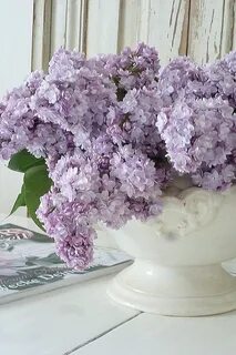 Нежная сирень