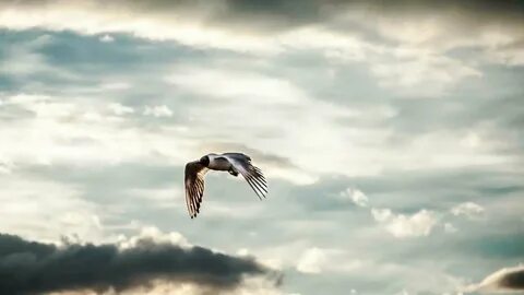 Bird fly high