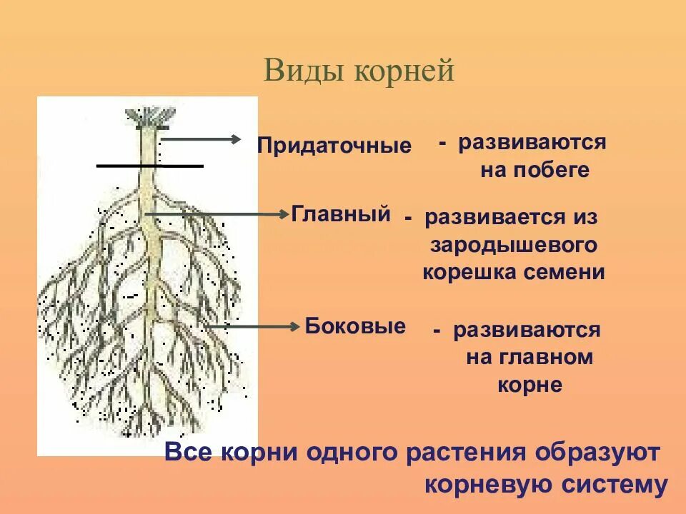 Корневой класс это