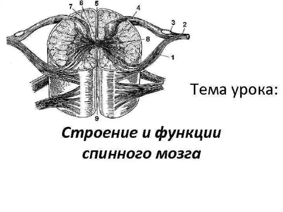 Спинной мозг обозначения. Строение спинного мозга биология. Спинной мозг строение и функции. Строение и функции спинного мозга рисунок. Строение спинного мозга на поперечном разрезе.