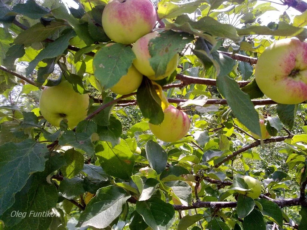 яблоня десертная описание. антоновка сорт десертная. сорта яблонь исаева. яблоня минусинское десертное. сорт яблони десертное исаева.