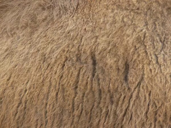 мех верблюда. шкура оленя текстура. шерсть верблюда. шерсть верблюда. мех верблюда.