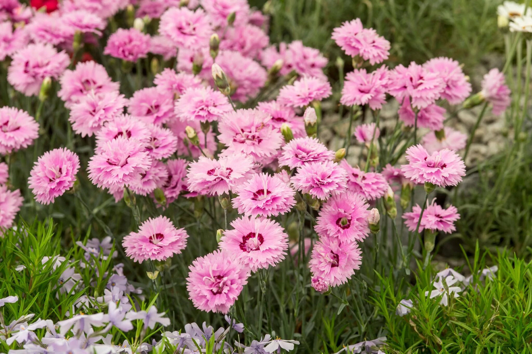 Уход за гвоздикой. Гвоздика травянка (Dianthus deltoides). Гвоздика перистая (Dianthus plumarius `Desmond`). Гвоздика Альпийская перистая. Гвоздика Альвуда Альпийская.