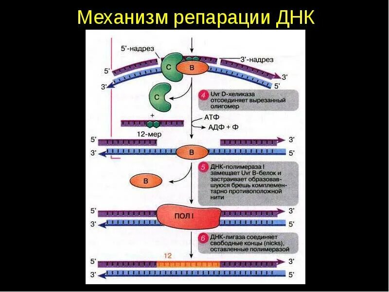 Типы репарации днк. Репарационные механизмы днк. днк полимераза 1 и механизмы репарации днк. репарация генетического материала механизмы. молекулярные механизмы репарации днк.