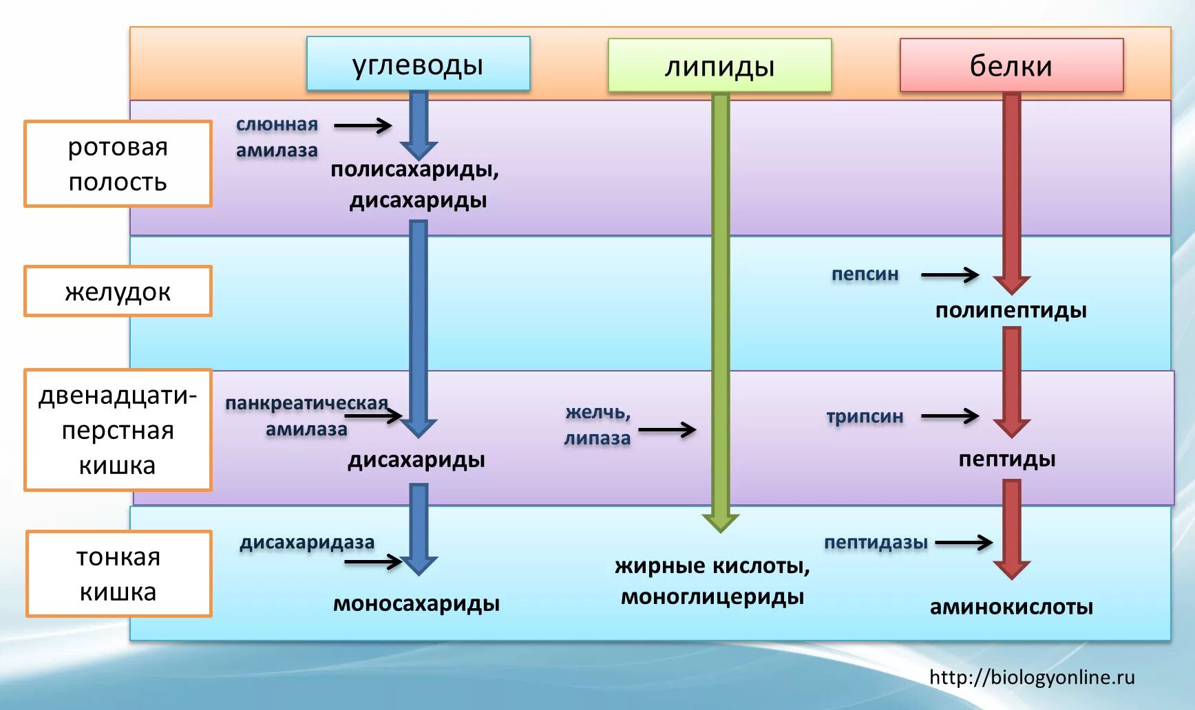 Какие функции белков жиров и углеводов. На что распадаются белки жиры и углеводы. Где расщепляются белки жиры и углеводы. Переваривание белков жиров и углеводов. Завершение расщепления белков, углеводов, жиров.