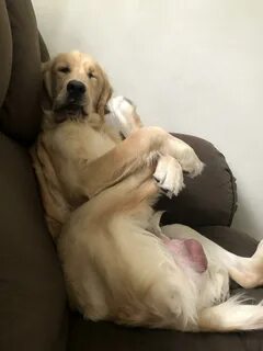 Feeling cute, might lick my balls later idk : r/WhatsWrongWithYourDog.
