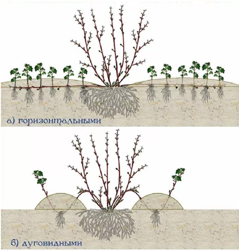 Черенки роз укоренение. Заготовка черенков смородины. Черенок рябины. Размножение смородины одревесневшими черенками. Размножение рябины черенками.