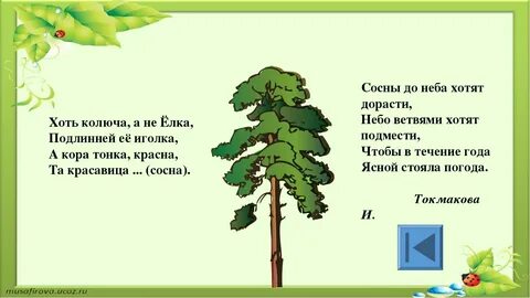 Колючий составить предложение