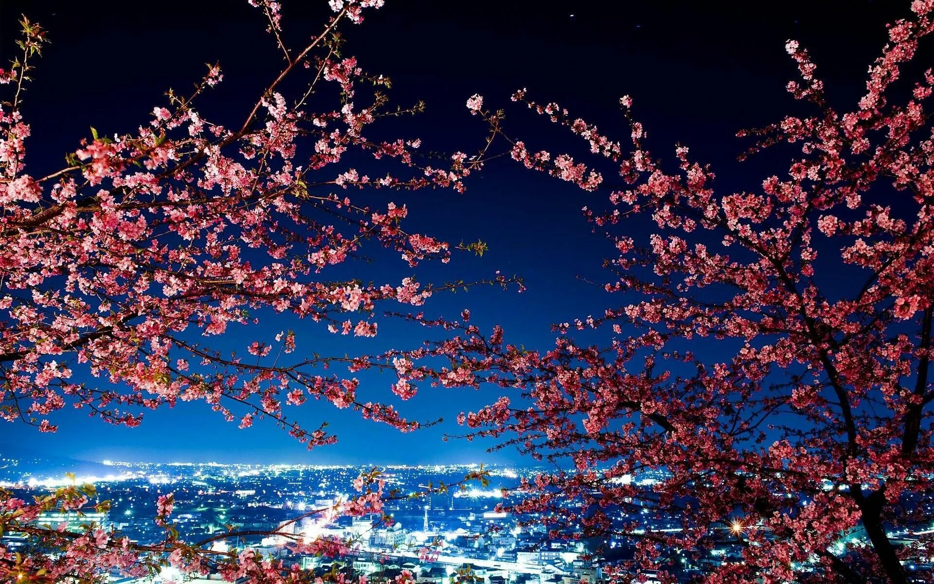 Корея черри блоссом. Токио Сакура. Ночной Токио Сакура. Сакура черри блоссом. Sakura blossom