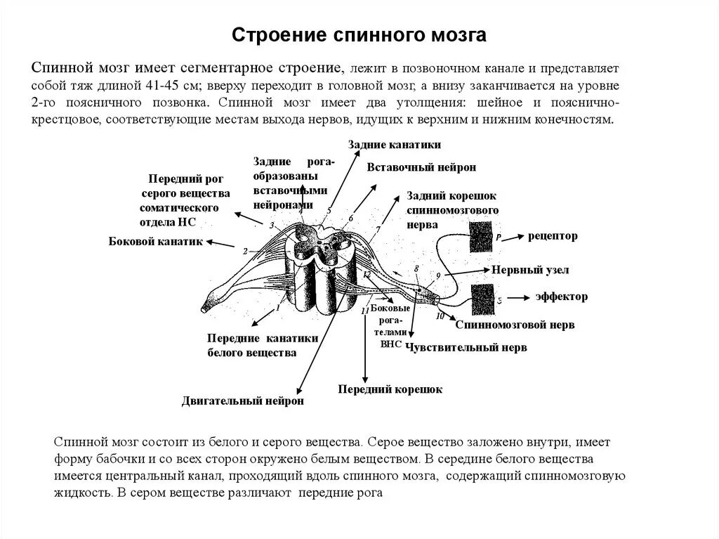 Строение нервного узла. Строение спинного мозга и спинномозговых нервов. Функция спинномозгового узла спинного мозга. Строение спинного мозга спинномозговой ганглий. Строение нерва спинного мозга.