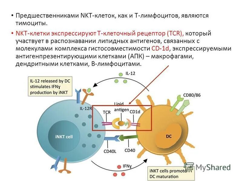 Отличие клетки от молекулы