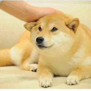 I do dog