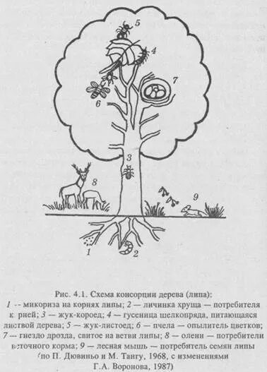Изобразите какой нибудь путь вокруг дуба. Схему консорции (по: мазинг,1966). схема консорции дерева липа. схема консорции дуба черешчатого. схема строения консорции.