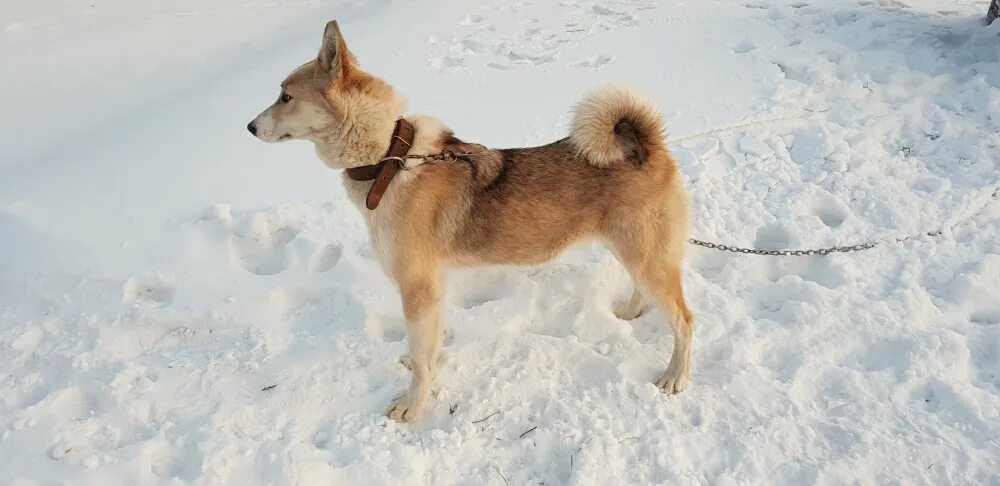 Лайка охотничья. Рабочая лайка. ЗСЛ френд вл Кормин. Западносибирская лайка на охоте. Куплю сибирскую лайку рабочую