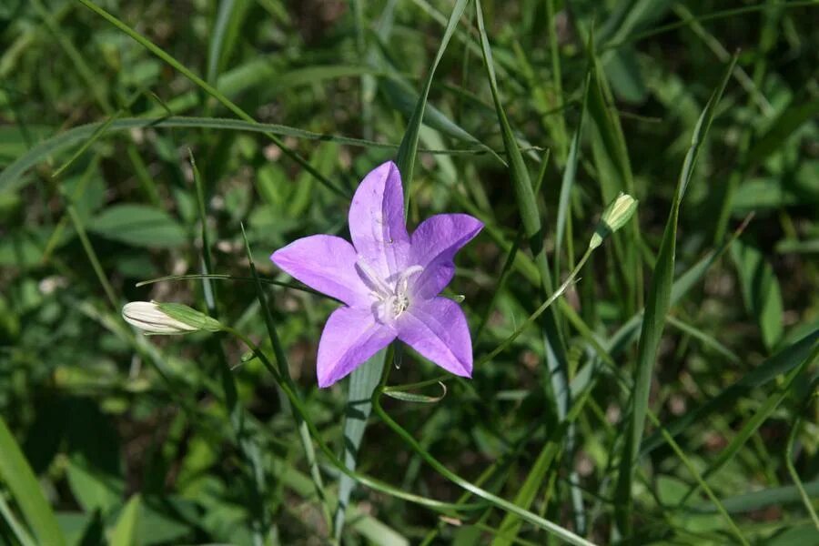 Campanula altaica. Campanula altaica Ledeb.. Колокольчик Алтайский фото. Колокольчик алтайский