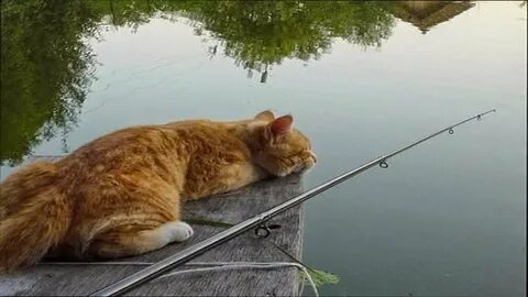 Удочка золотая рыбка