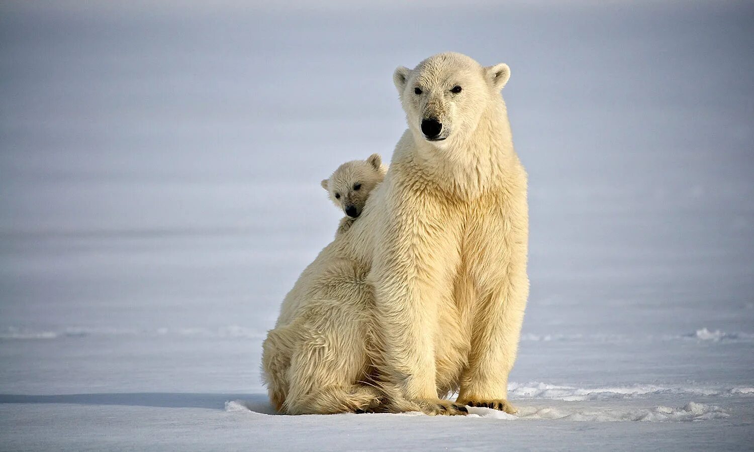 Полярный медведь. Суровая арктика. Белый медведь осталось. Белый медведь polar bear. Белый медведь в северной америке.