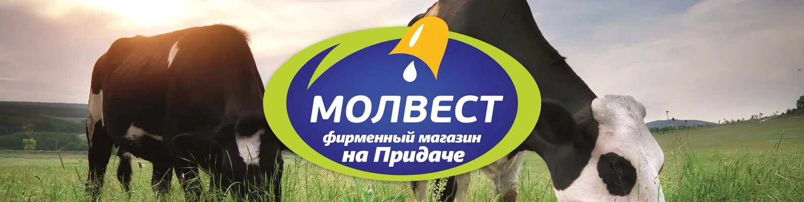 Сайт молвест воронеж. Молвест логотип. Молвест ЗАО. Молвест Воронежский молочный комбинат. Завод Молвест Воронеж.