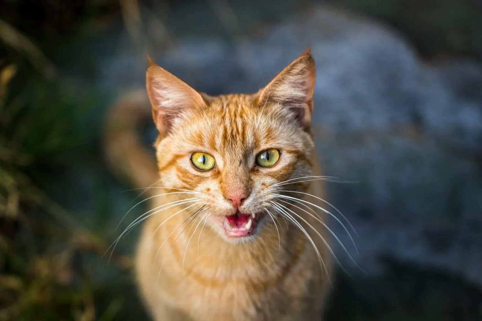 Мяукание кошки