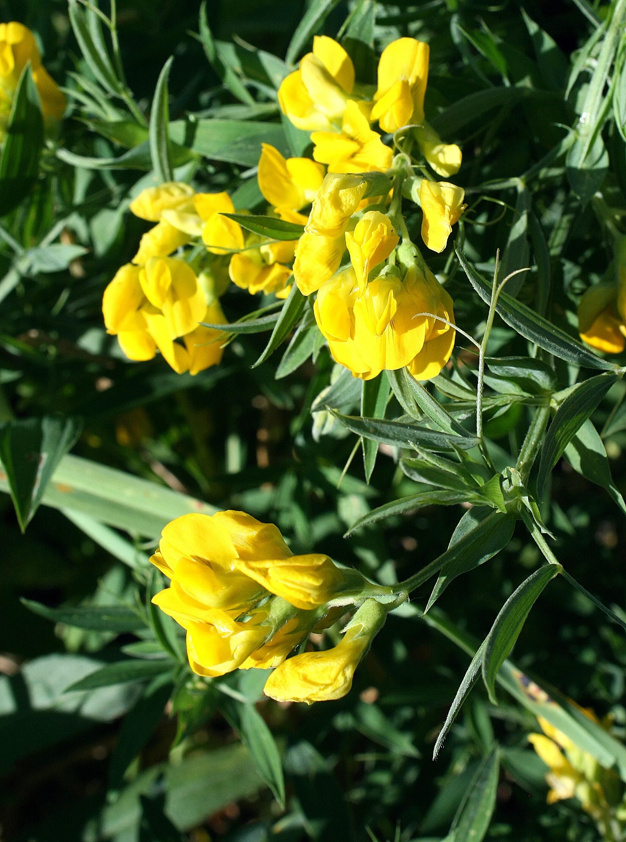 Растения чина луговая. Чина луговая (lathyrus pratensis). чина луговая — lathyrus pratensis l. lathyrus pratensis чи́на лугова́я. трава чины луговой.