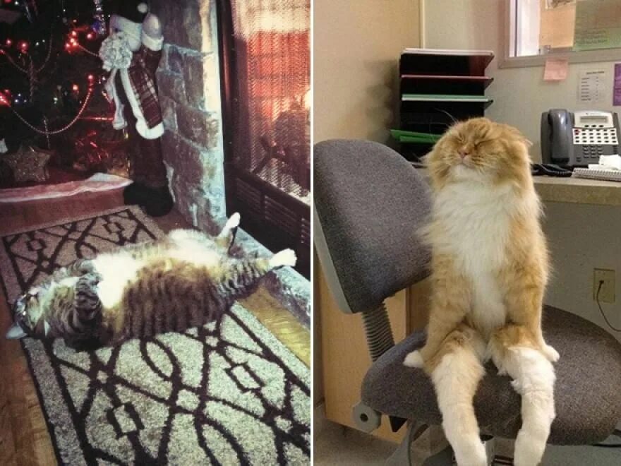 Кот после работы. Усталый кот. кот устал. уставший котик. смешной кот устал.