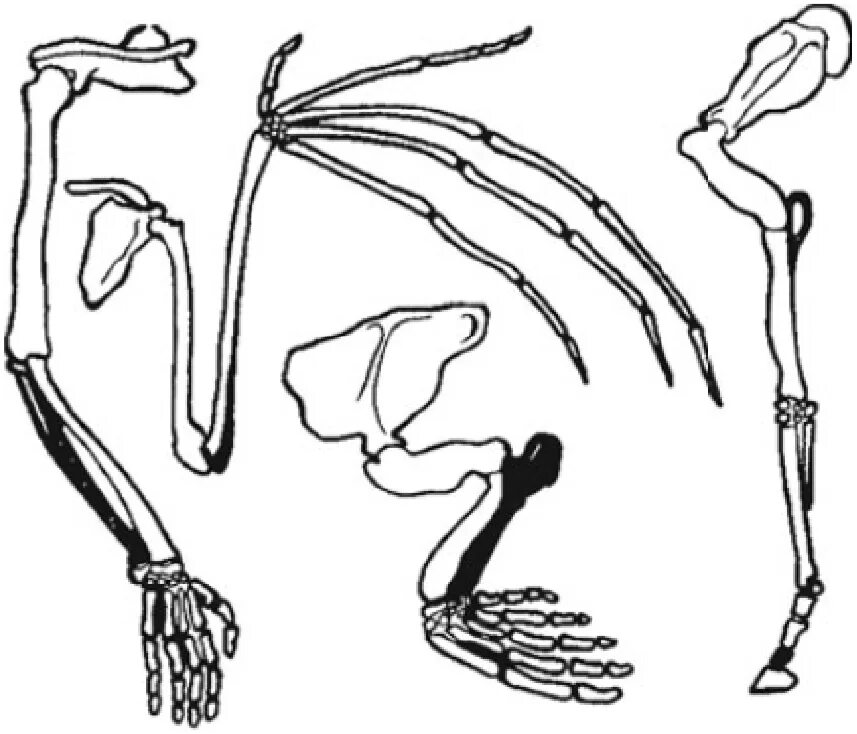 Сравнительно-анатомические доказательства гомологичные органы. Скелет передней конечности шимпанзе. Гомологичные органы передней конечности животных. Строение конечности летучей мыши.