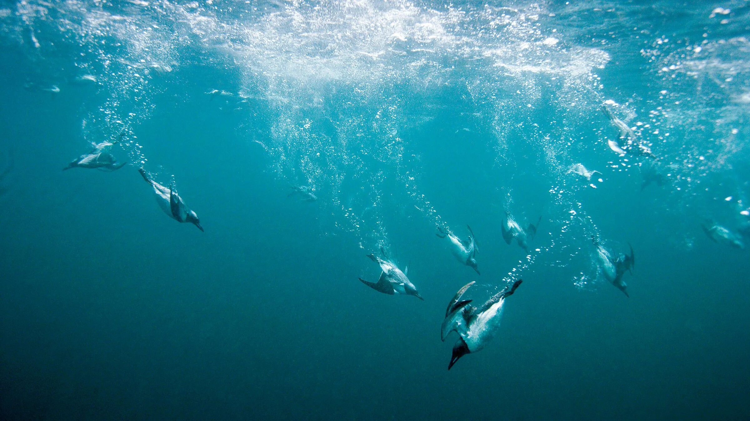 Императорский Пингвин ныряет. Морские ныряющие птицы. Пингвин ныряет. Пингвины под водой.