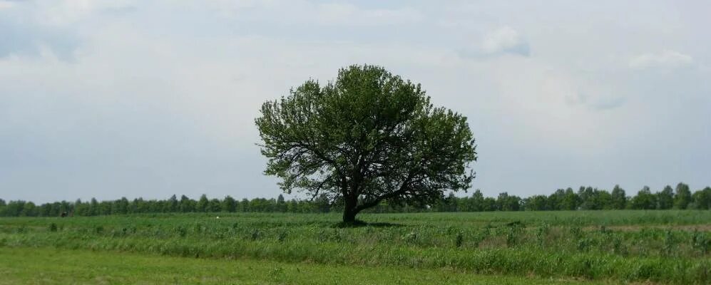 Погода в ясенцах. Житомирская село Борушковцы. Нехворощ Житомирская область. Словечно Житомирская область Овручский район. Село Караки Овручевского района Житомирской области.