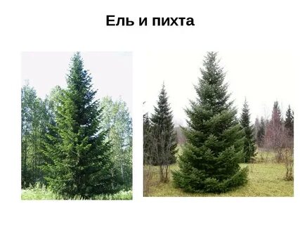 Ель пихта