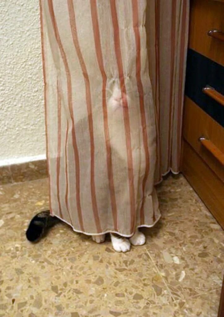Коты играют в прятки. Кот спрятался за занавеской. Кот прячется. Кот спрятался. Кот за шторой.