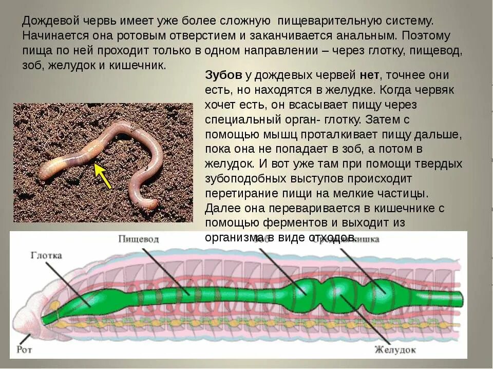 Слизь дождевых червей. Дождевой червь описание. Информация о дождевых червях. Строение дождевого червя.