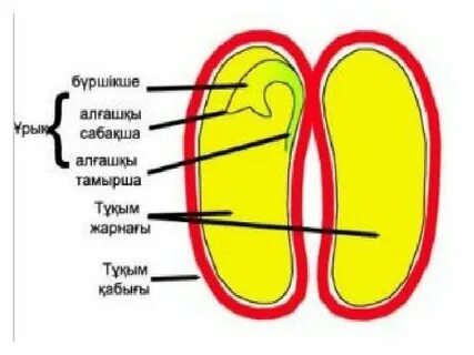 Өзбектердің үйдегі секс