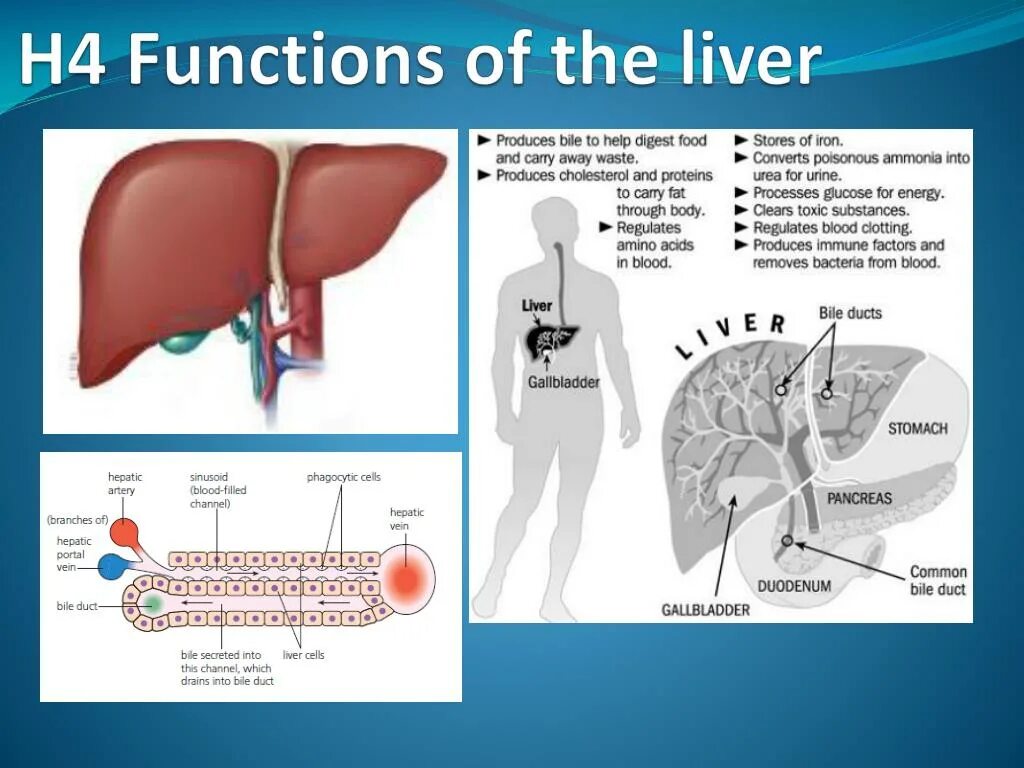 Liver function. Liver function